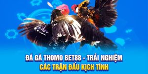 Đá Gà Thomo BET88 - Trải nghiệm các trận đấu kịch tính