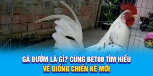 Gà Bướm Là Gì? Cùng BET88 Tìm Hiểu Về Giống Chiến Kê Mới