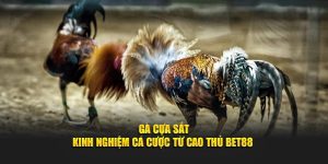 Gà Cựa Sắt - Kinh Nghiệm Cá Cược Từ Cao Thủ BET88